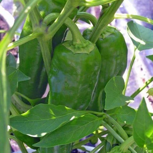Giant Marconi Pepper Seeds - Vegetable Plant
