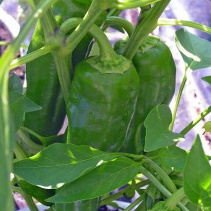 Giant Marconi Pepper Seeds - Vegetable Plant