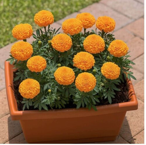 Giant Marigold Seeds - Flower Plant