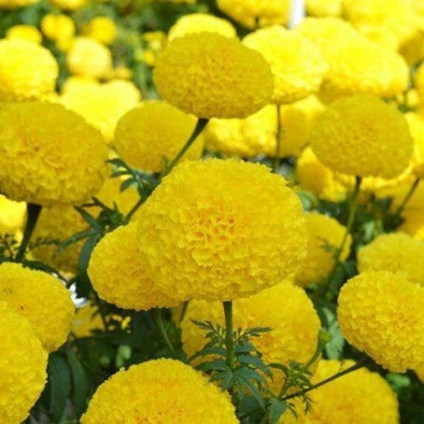 Giant Marigold Seeds - Flower Plant