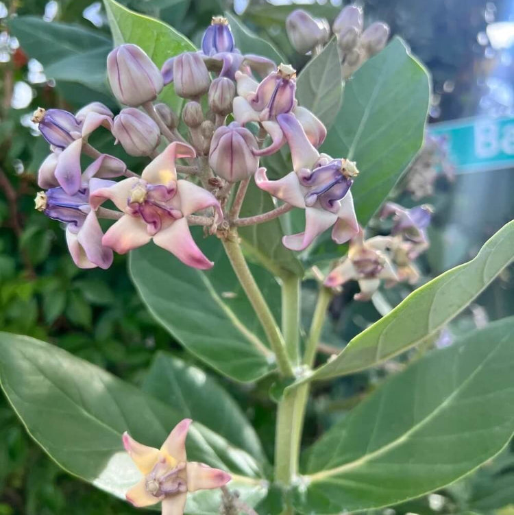Giant Milkweed Calotropis Gigantea Seeds 