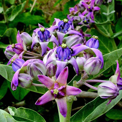 Giant Milkweed Calotropis Gigantea Seeds 