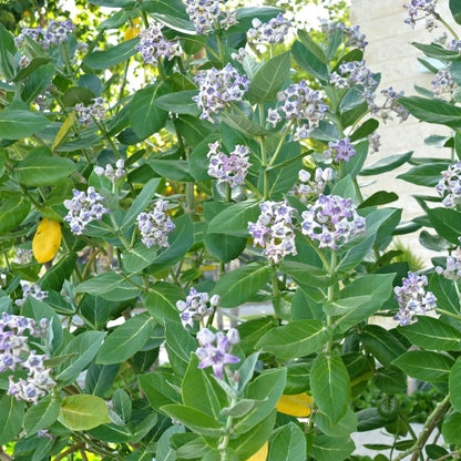 Giant Milkweed Calotropis Gigantea Seeds 