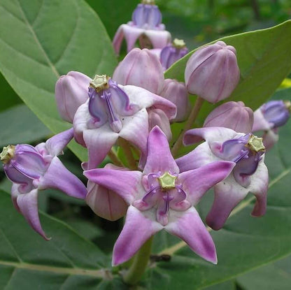 Giant Milkweed Calotropis Gigantea Seeds 