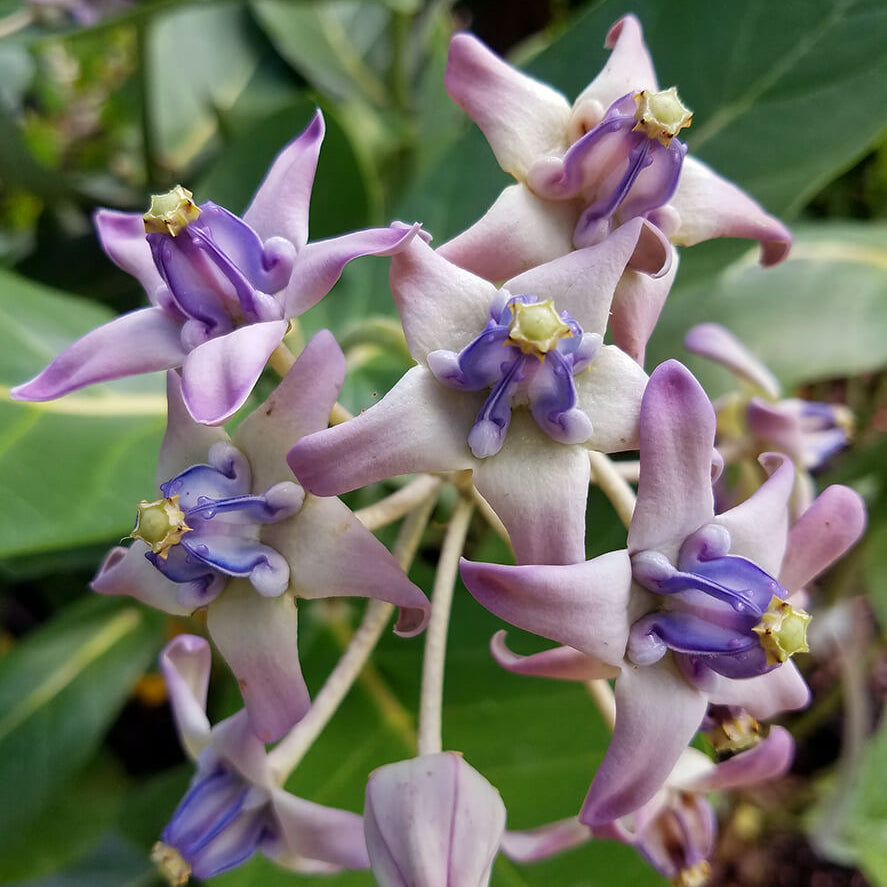 Giant Milkweed Calotropis Gigantea Seeds 
