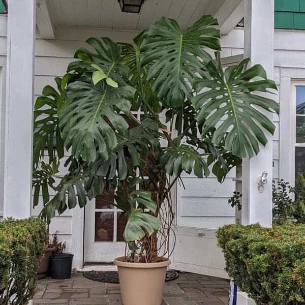 Giant Monstera Seeds - Tropical Ornamental Houseplant Seeds for Planting
