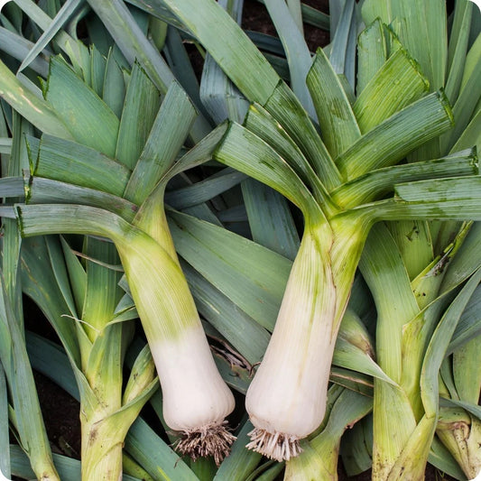 Giant Musselburgh Leek Seeds