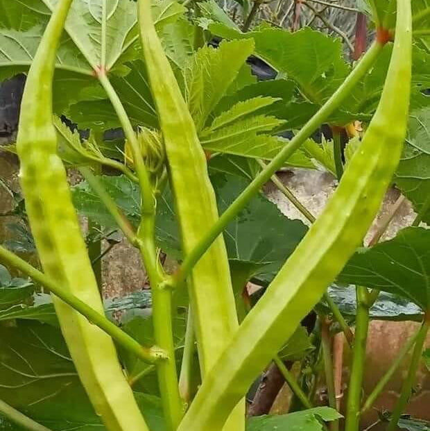Giant Okra Seeds