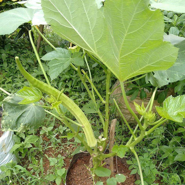 Giant Okra Seeds