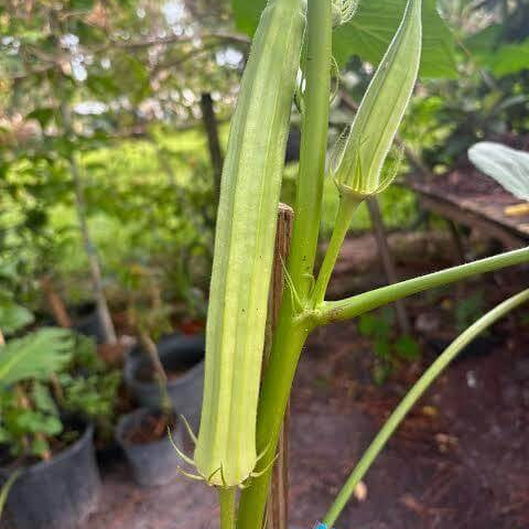 Giant Okra Seeds