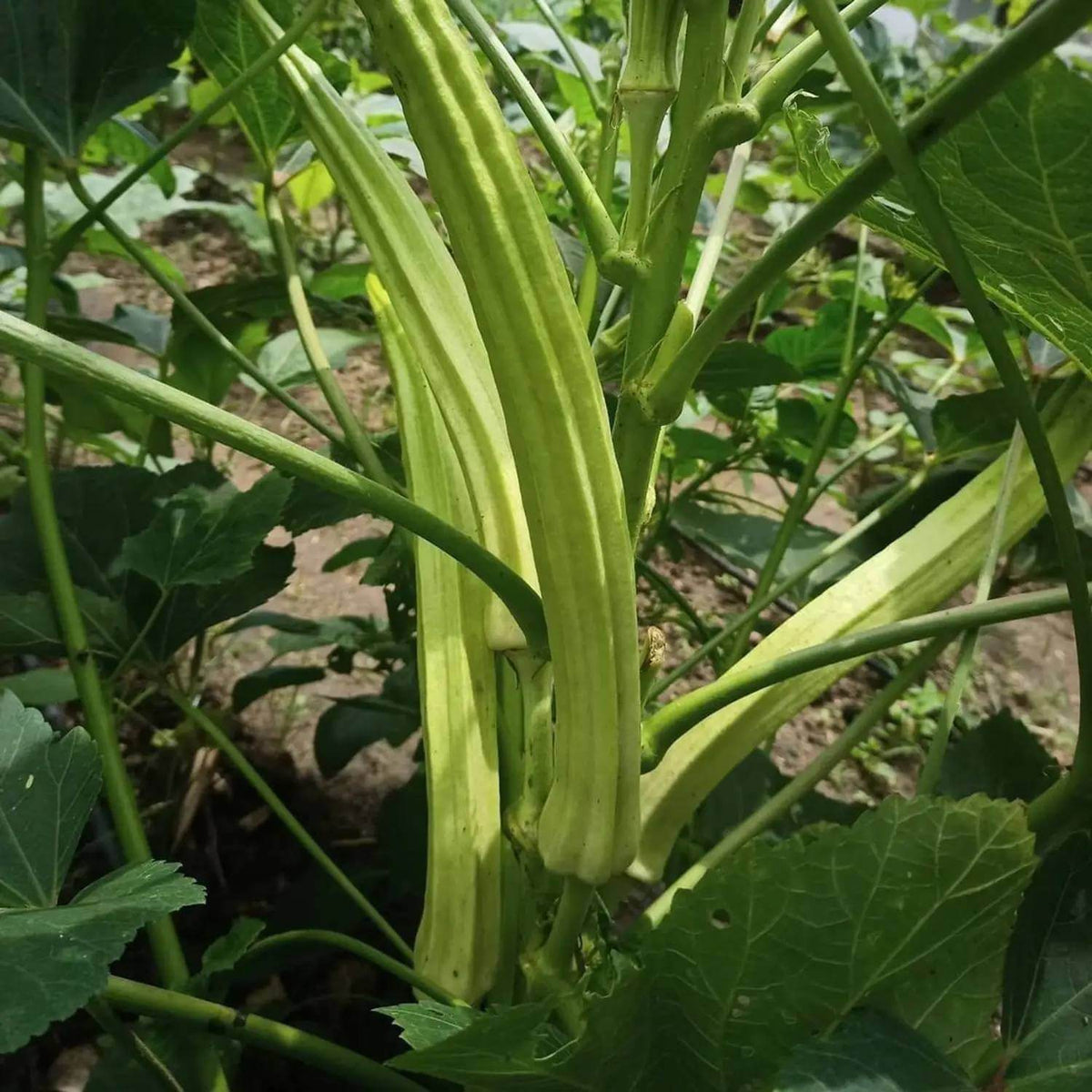 Giant Okra Seeds
