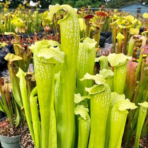 Giant Pitcher Plant Seeds 