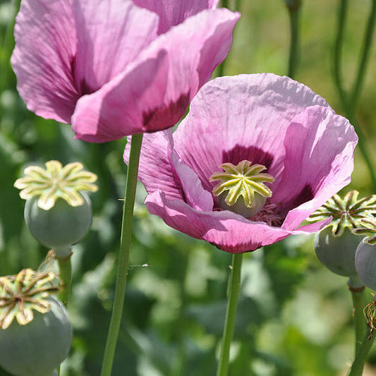 Giant Poppy Seeds  - Flower Plant
