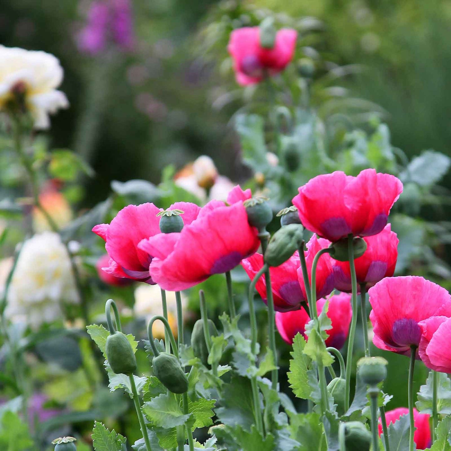 Giant Poppy Seeds  - Flower Plant
