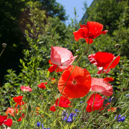Giant Poppy Seeds  - Flower Plant