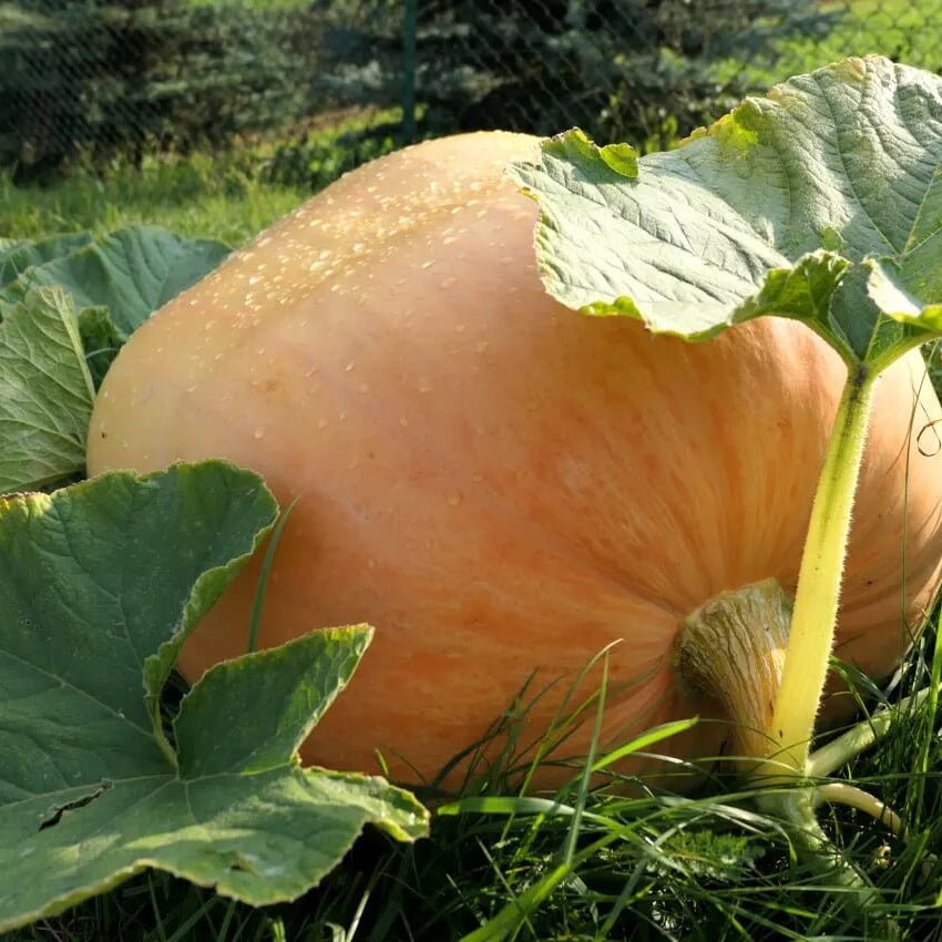 Giant Pumpkin Seeds