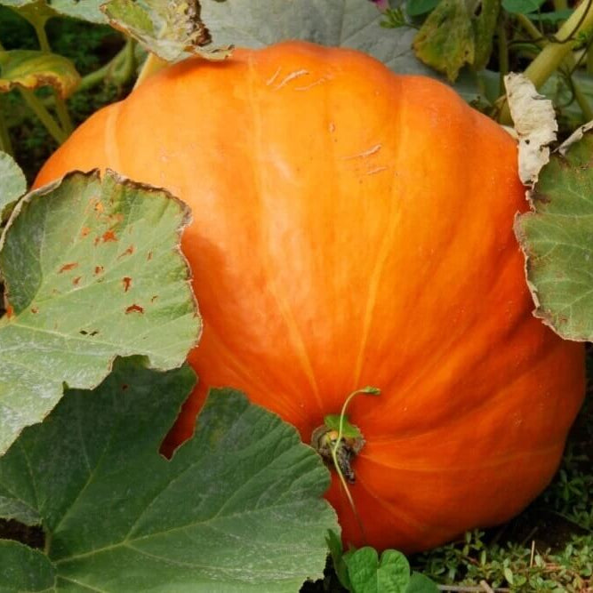 Giant Pumpkin Seeds