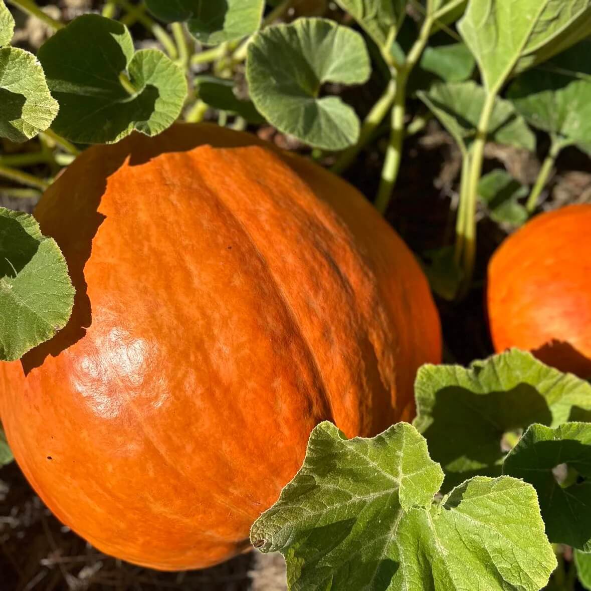 Giant Pumpkin Seeds