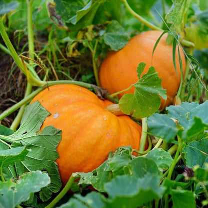 Giant Pumpkin Seeds