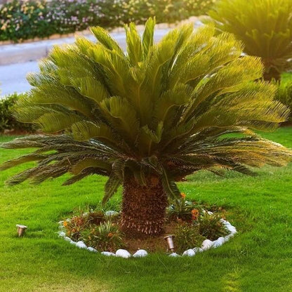 Giant Sago Palm Seeds