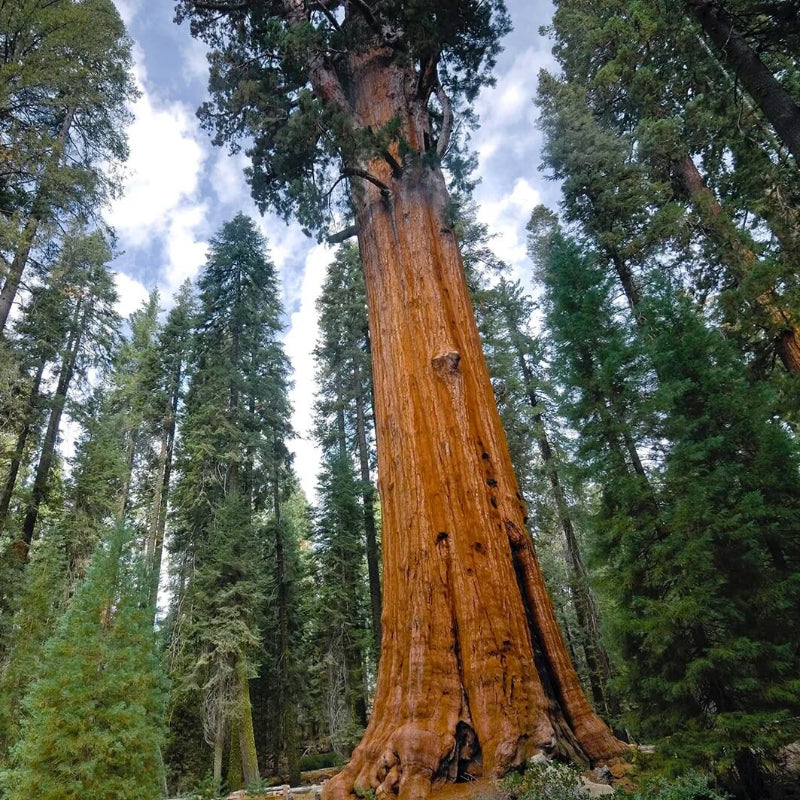 Giant Sequoia Seeds