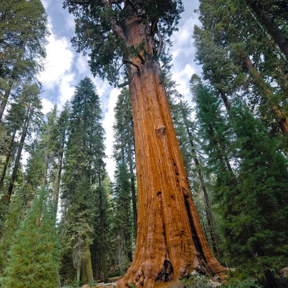 Giant Sequoia Seeds