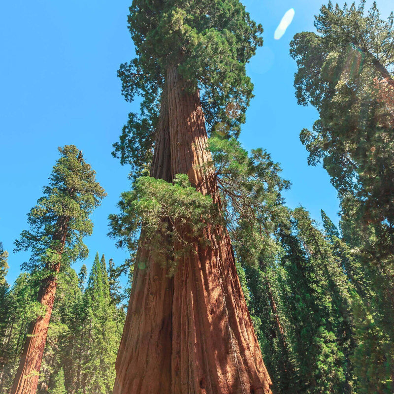 Giant Sequoia Seeds