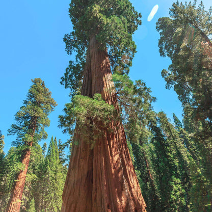Giant Sequoia Seeds