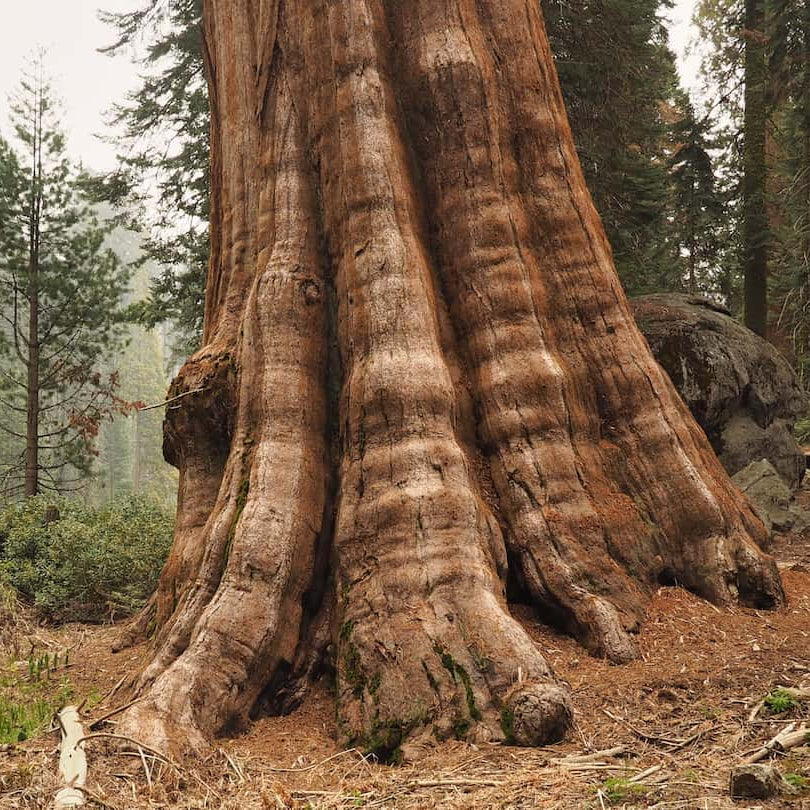 Giant Sequoia Seeds