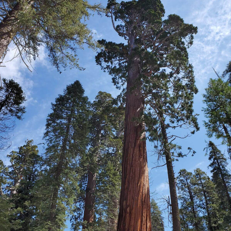 Giant Sequoia Seeds