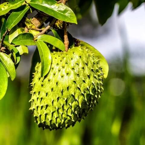 Giant Soursop Seeds 