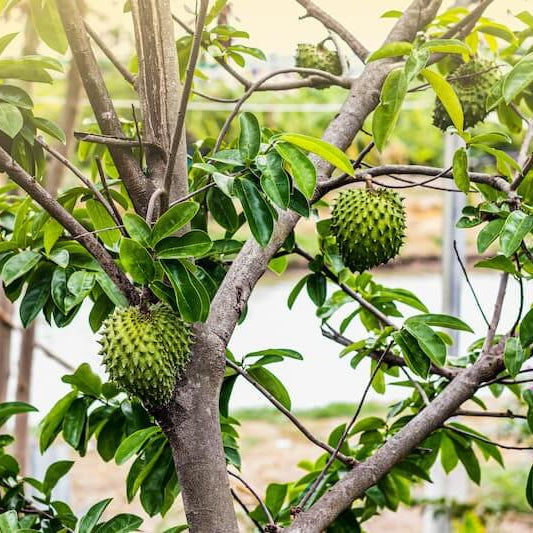 Giant Soursop Seeds 