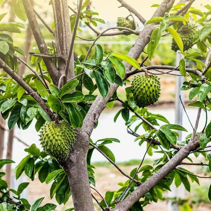 Giant Soursop Seeds 