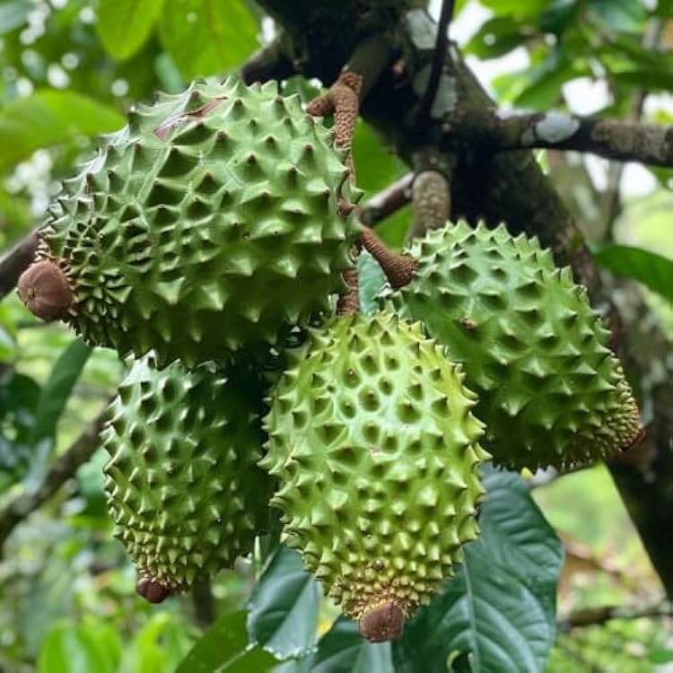 Giant Soursop Seeds 