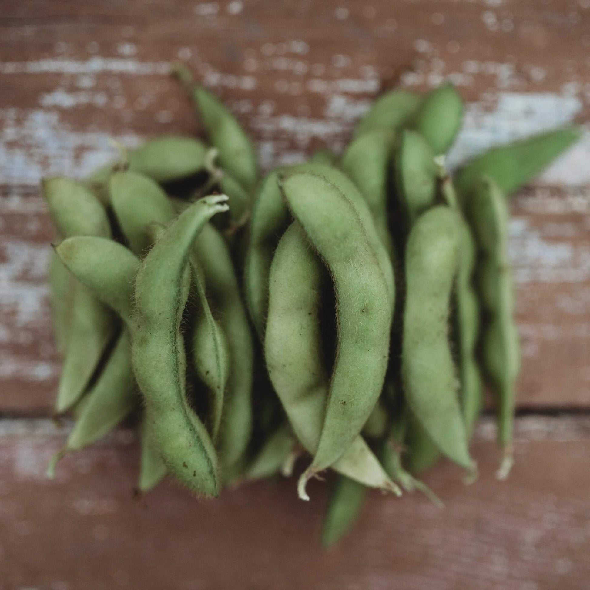 Giant Soybean Seeds
