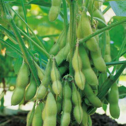 Giant Soybean Seeds