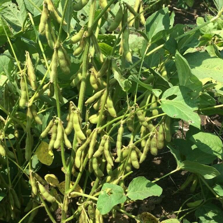 Giant Soybean Seeds