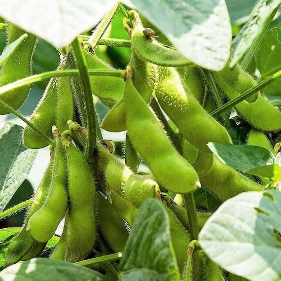 Giant Soybean Seeds