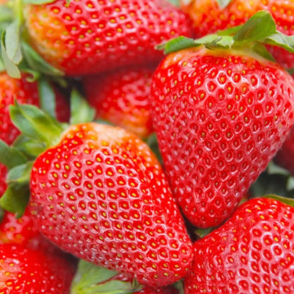 Giant Strawberry Seeds