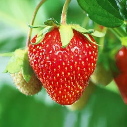 Giant Strawberry Seeds