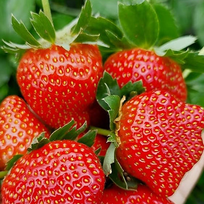 Giant Strawberry Seeds