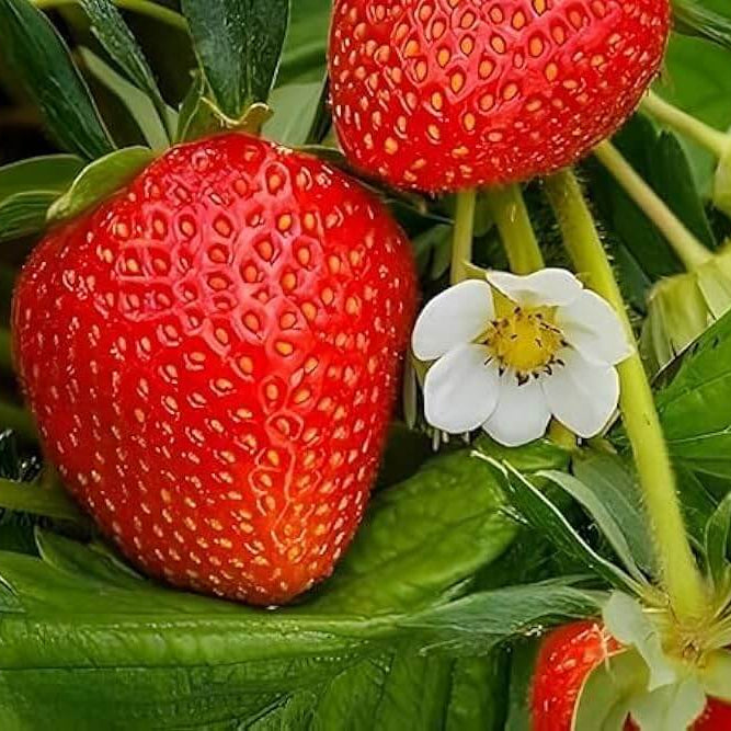 Giant Strawberry