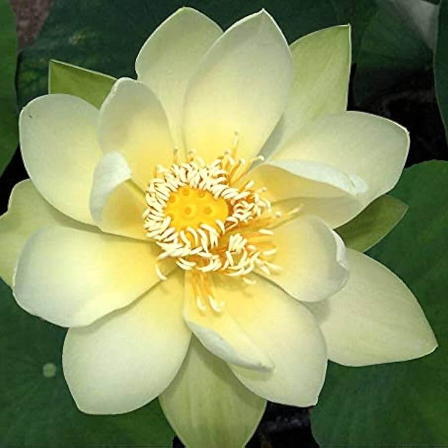 Giant Sunburst Lotus Seeds