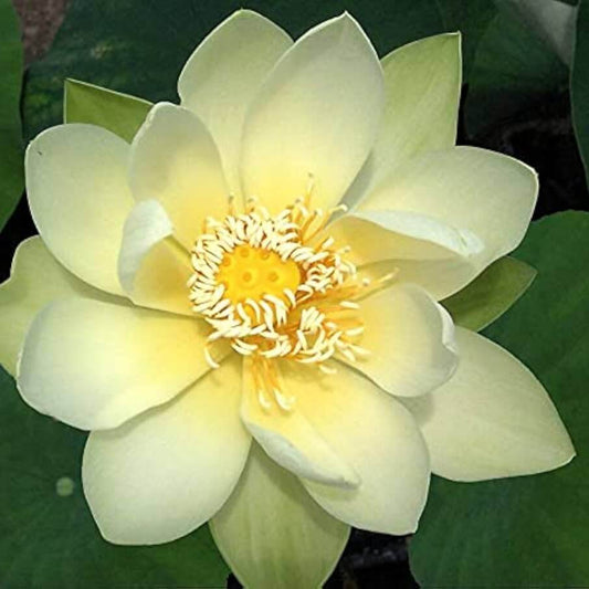 Giant Sunburst Lotus Seeds