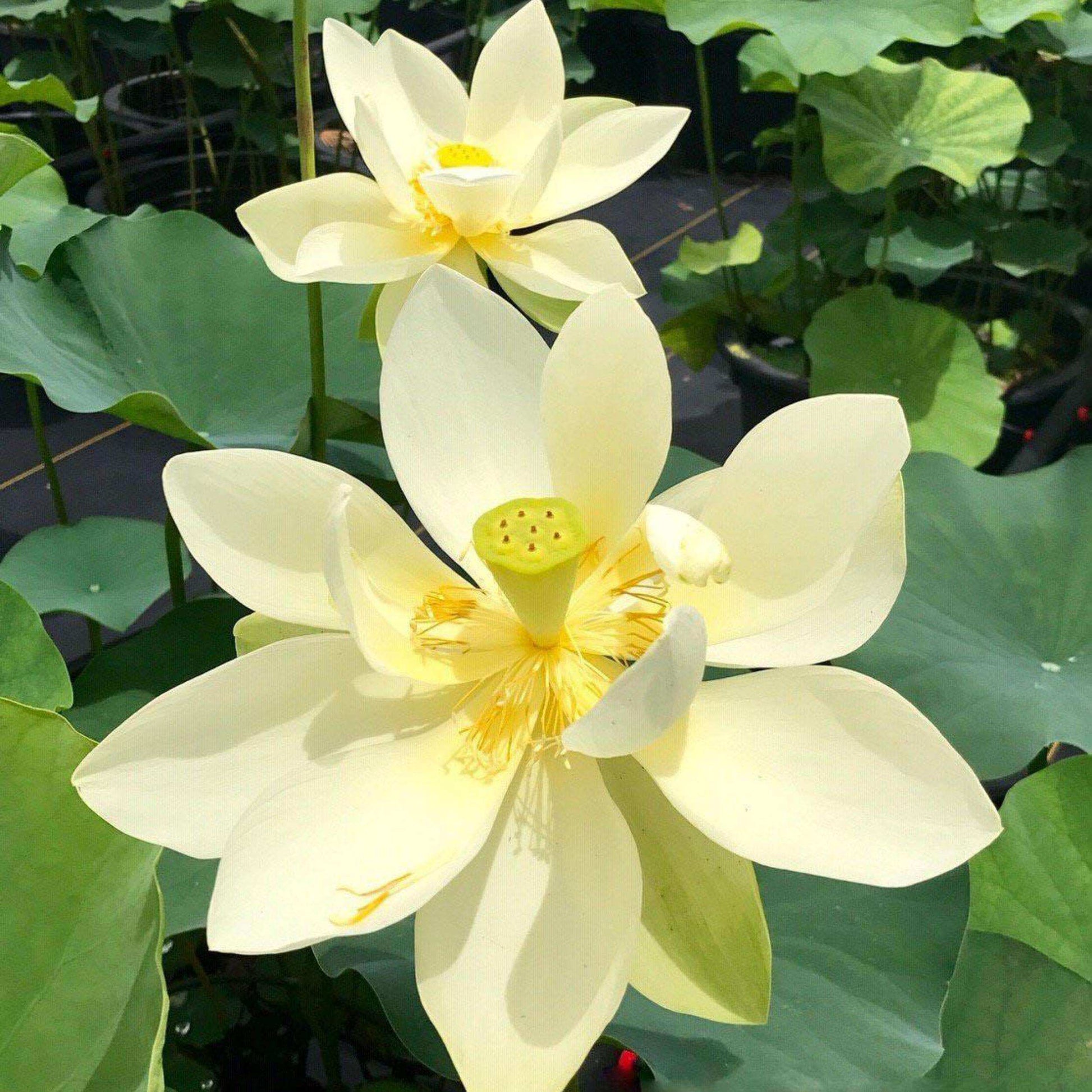 Giant Sunburst Lotus Seeds