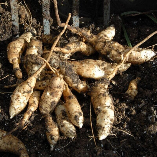Giant Sunchoke Plants seeds