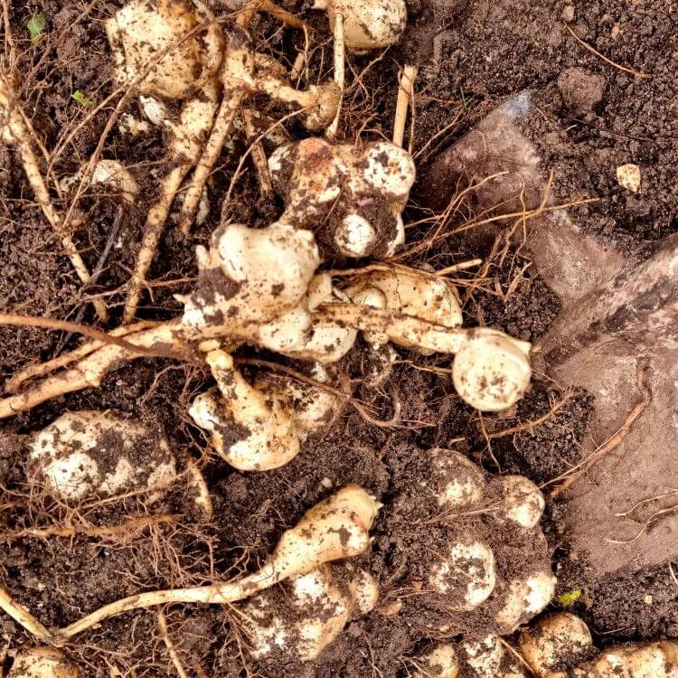 Giant Sunchoke Plants seeds