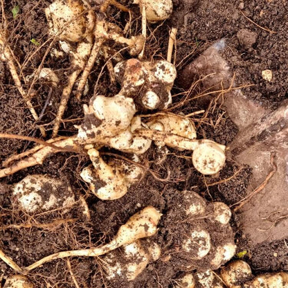 Giant Sunchoke Plants seeds