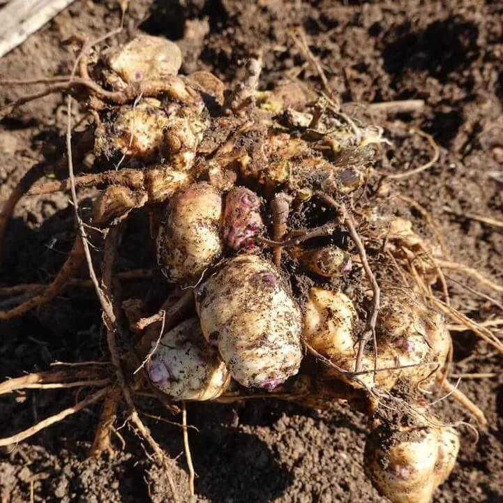 Giant Sunchoke Plants seeds