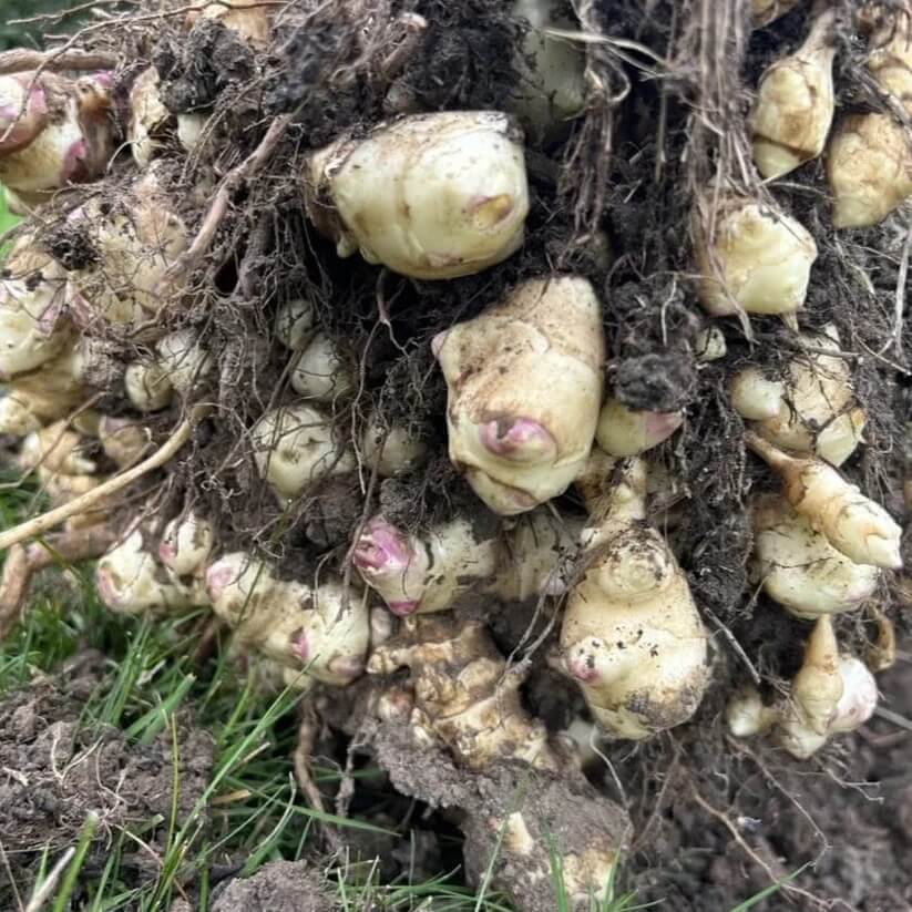 Giant Sunchoke Plants seeds